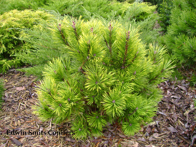 Pinus mugo 'Misty'